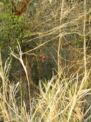 Selenicereus nelsonii