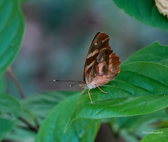 Herona marathus