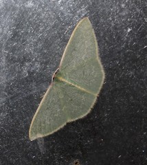 Chlorocoma melocrossa