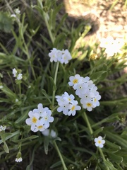 Plagiobothrys figuratus