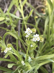 Plagiobothrys scouleri