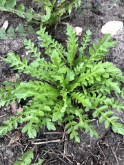 Capsella bursa-pastoris