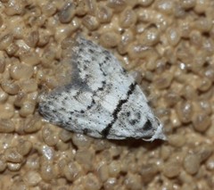 Nola pygmaeodes