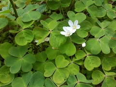 Oxalis