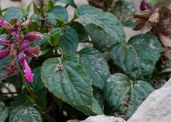 Salvia splendens