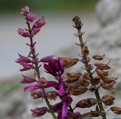 Salvia splendens