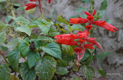 Salvia splendens