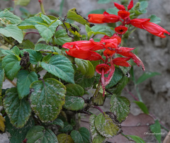 Salvia splendens