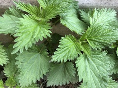 Urtica dioica