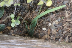 Apodolirion macowanii