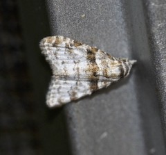 Nola euraphes