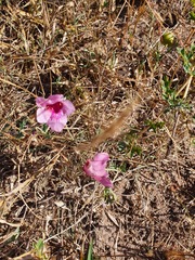 Dicerocaryum senecioides