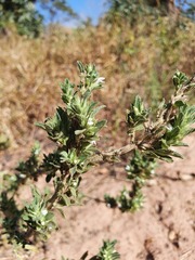Leucas neuflizeana