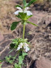 Leucas sexdentata