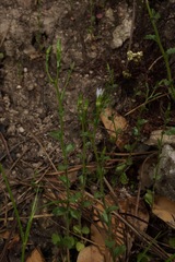 Ravenella angustiflora