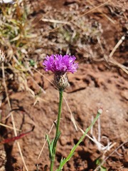 Parapolydora fastigiata