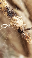 Cyclosa vallata