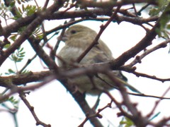 Chloris chloris vanmarli