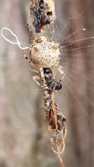 Cyclosa vallata