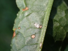 Pegomya bicolor