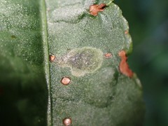 Pegomya bicolor