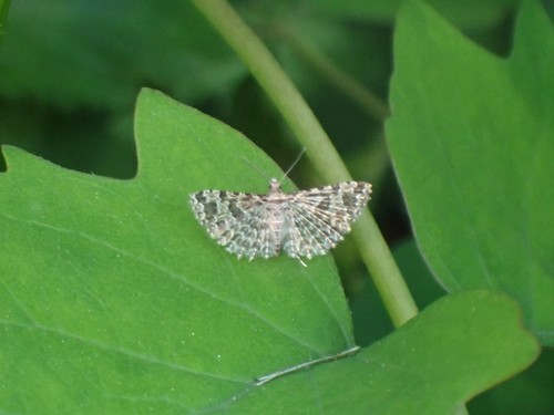 Montana Six-plume Moth photo 5
