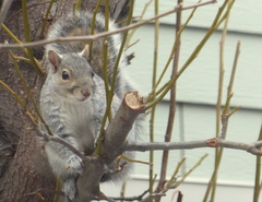 Sciurus carolinensis