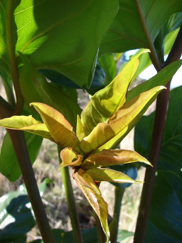 Polyscias hawaiensis