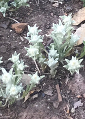 Psilocarphus brevissimus