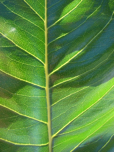 Polyscias hawaiensis