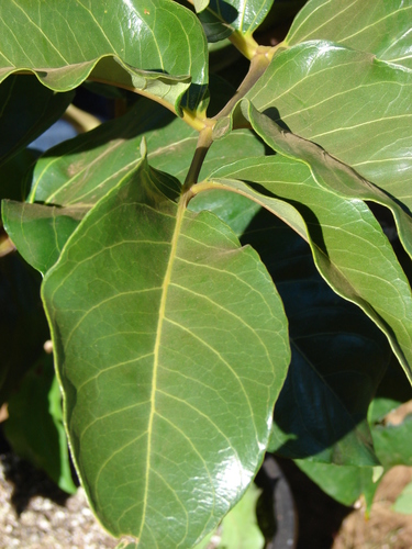 Polyscias hawaiensis
