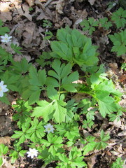Pleurospermum austriacum