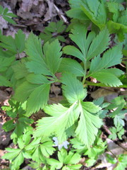 Pleurospermum austriacum