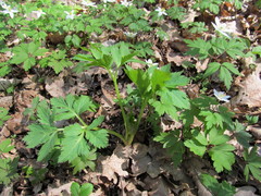 Pleurospermum austriacum