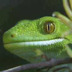 Naultinus punctatus