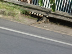 Varanus salvator macromaculatus