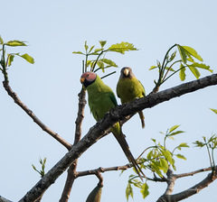 Psittacula roseata
