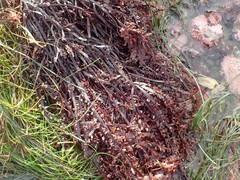 Prionitis lanceolata