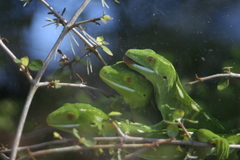 Naultinus punctatus