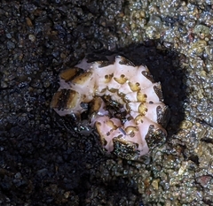 Pterotus obscuripennis