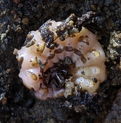 Pterotus obscuripennis