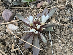 Lewisia brachycalyx