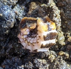 Pterotus obscuripennis