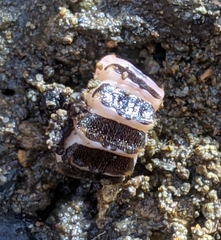 Pterotus obscuripennis