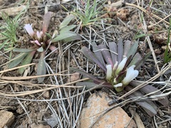 Lewisia brachycalyx