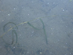 Potamogeton ochreatus