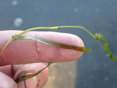 Potamogeton ochreatus