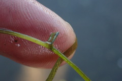 Potamogeton ochreatus