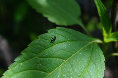 Crematogaster matsumurai