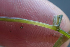 Potamogeton ochreatus